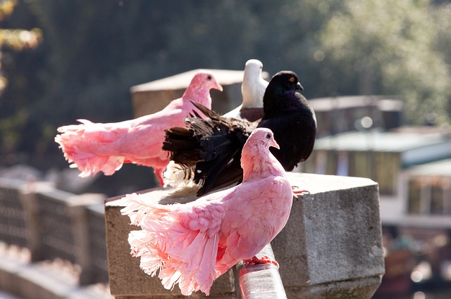 塔图姆与克 塔图姆与克
